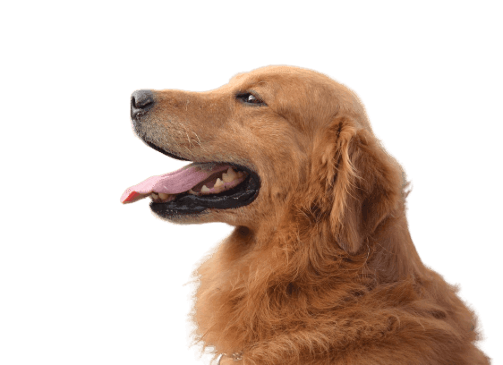 Happy Golden Retriever